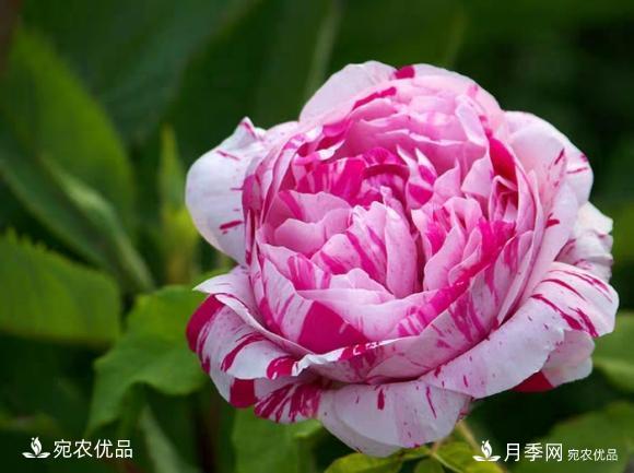 50種經(jīng)典月季品種全整理，南陽月季花開美爆了！一定要養(yǎng)(圖33)