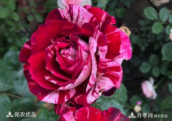 50種經(jīng)典月季品種全整理，南陽月季花開美爆了！一定要養(yǎng)(圖36)