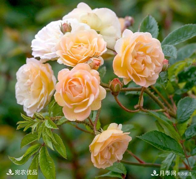 50種經(jīng)典月季品種全整理，南陽月季花開美爆了！一定要養(yǎng)(圖32)