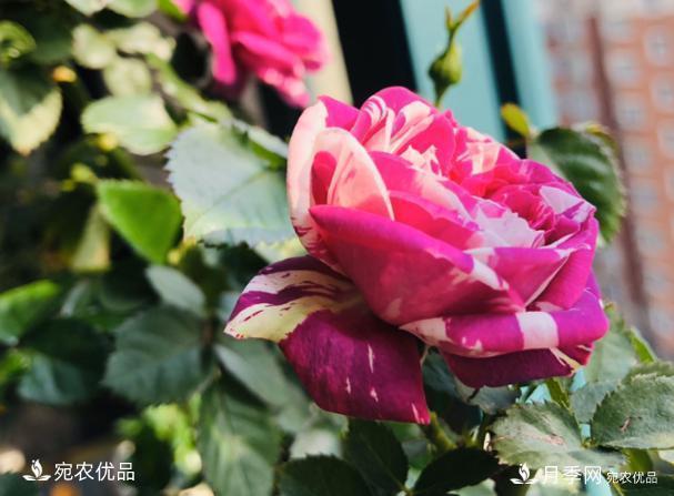 50種經(jīng)典月季品種全整理，南陽月季花開美爆了！一定要養(yǎng)(圖39)