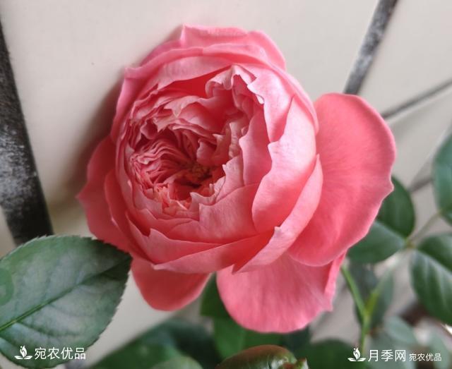 50種經(jīng)典月季品種全整理，南陽月季花開美爆了！一定要養(yǎng)(圖43)