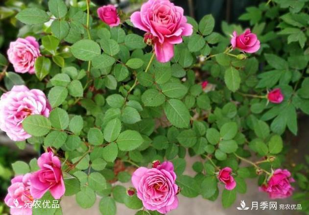 50種經(jīng)典月季品種全整理，南陽月季花開美爆了！一定要養(yǎng)(圖38)