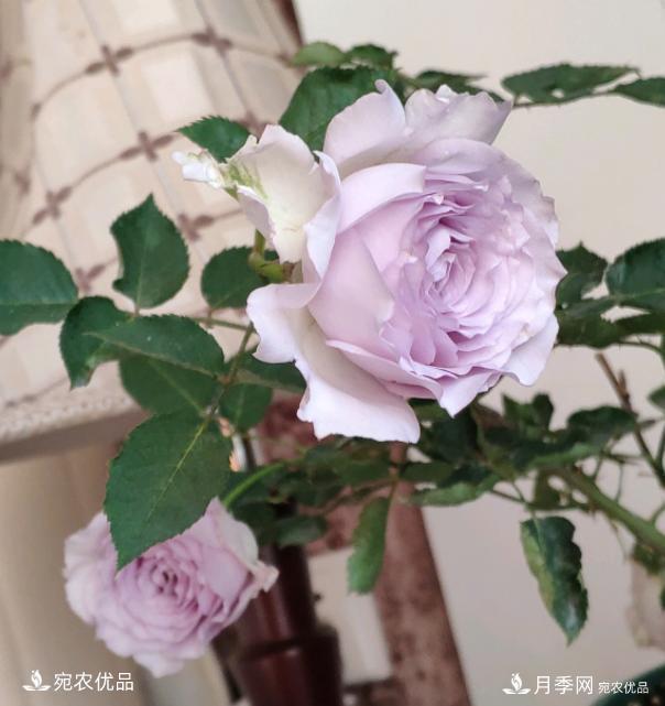 50種經(jīng)典月季品種全整理，南陽月季花開美爆了！一定要養(yǎng)(圖42)