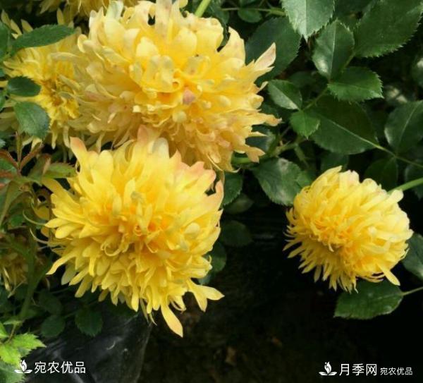 50種經(jīng)典月季品種全整理，南陽月季花開美爆了！一定要養(yǎng)(圖41)