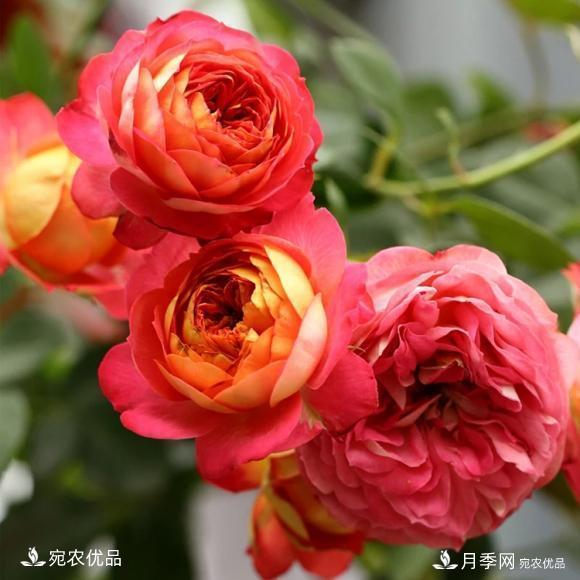 50種經(jīng)典月季品種全整理，南陽月季花開美爆了！一定要養(yǎng)(圖47)