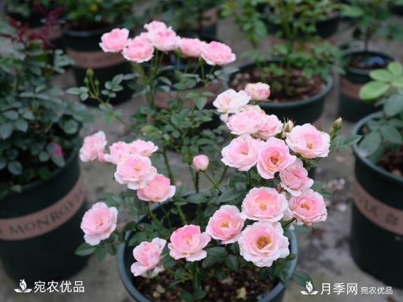 50種經(jīng)典月季品種全整理，南陽月季花開美爆了！一定要養(yǎng)(圖40)