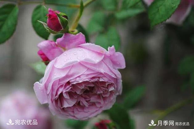 50種經(jīng)典月季品種全整理，南陽月季花開美爆了！一定要養(yǎng)(圖44)