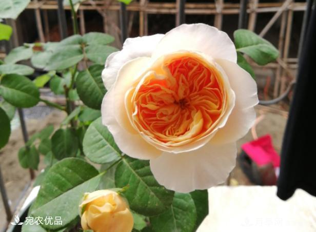 50種經(jīng)典月季品種全整理，南陽月季花開美爆了！一定要養(yǎng)(圖46)