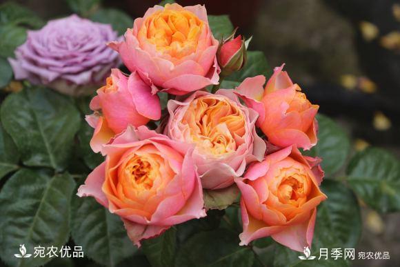 50種經(jīng)典月季品種全整理，南陽月季花開美爆了！一定要養(yǎng)(圖45)