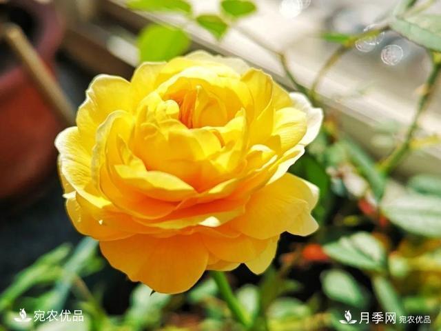 50種經(jīng)典月季品種全整理，南陽月季花開美爆了！一定要養(yǎng)(圖50)