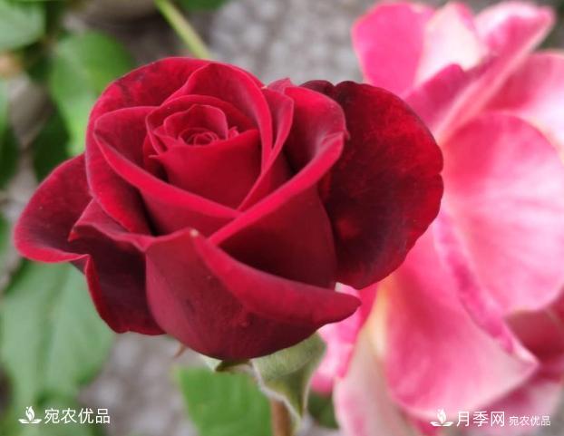 50種經(jīng)典月季品種全整理，南陽月季花開美爆了！一定要養(yǎng)(圖49)