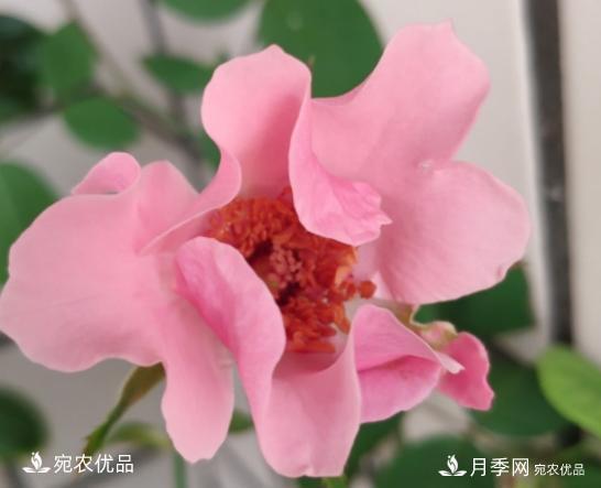 50種經(jīng)典月季品種全整理，南陽月季花開美爆了！一定要養(yǎng)(圖48)