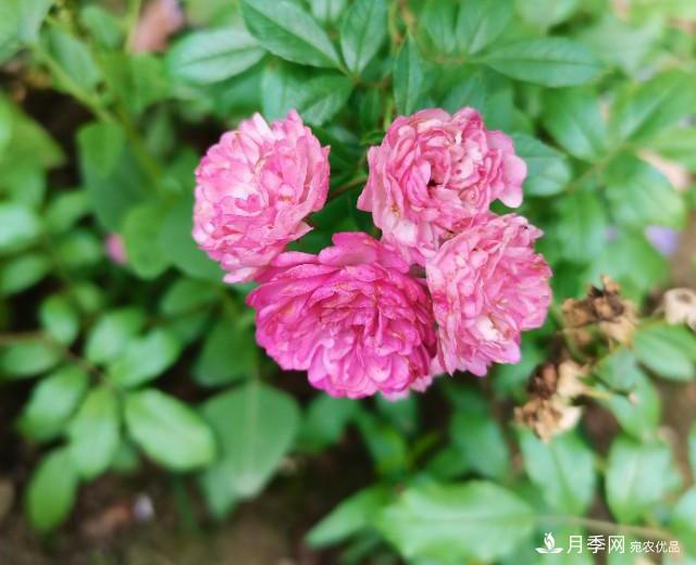 月季花殘花有必要剪嗎？月季花越剪越開(kāi)(圖1)