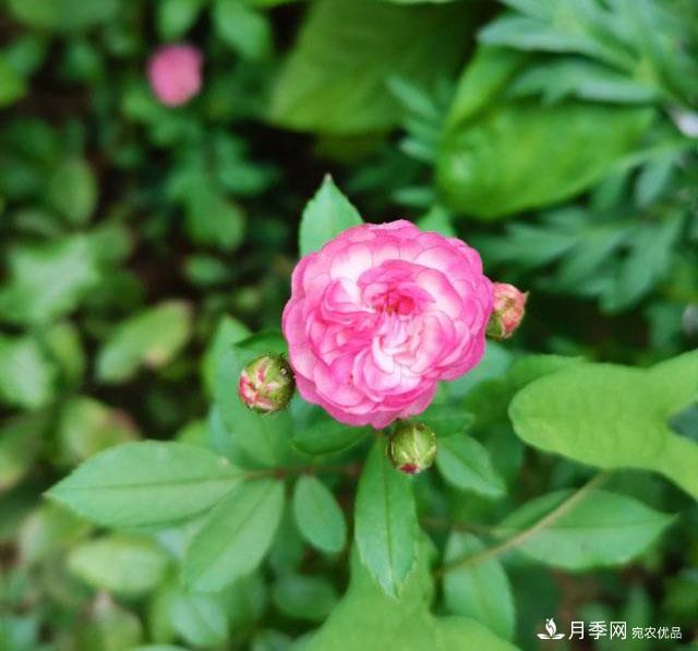 月季花殘花有必要剪嗎？月季花越剪越開(kāi)(圖2)