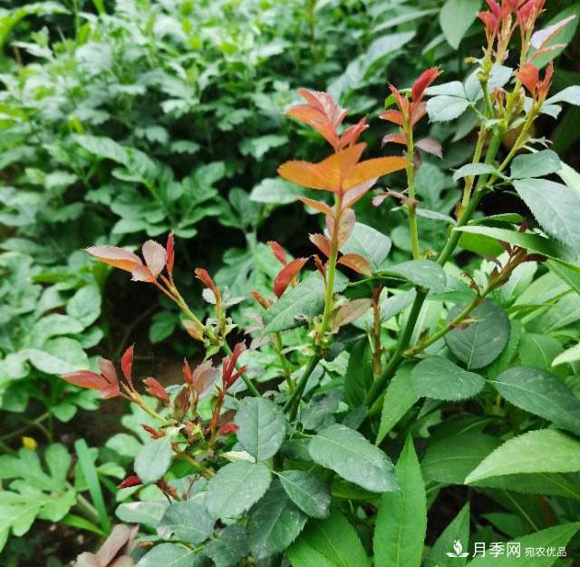 月季花殘花有必要剪嗎？月季花越剪越開(kāi)(圖3)