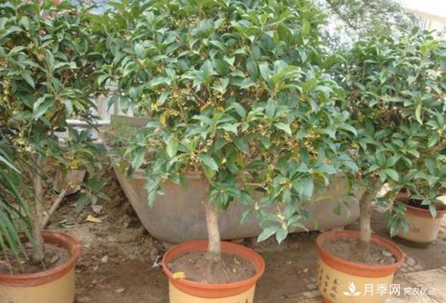 桂花盆栽開花少或不開花，找準4個原因來年花開滿樹(圖3)