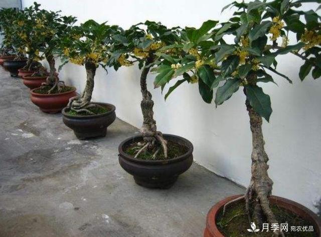 桂花盆栽開花少或不開花，找準4個原因來年花開滿樹(圖2)
