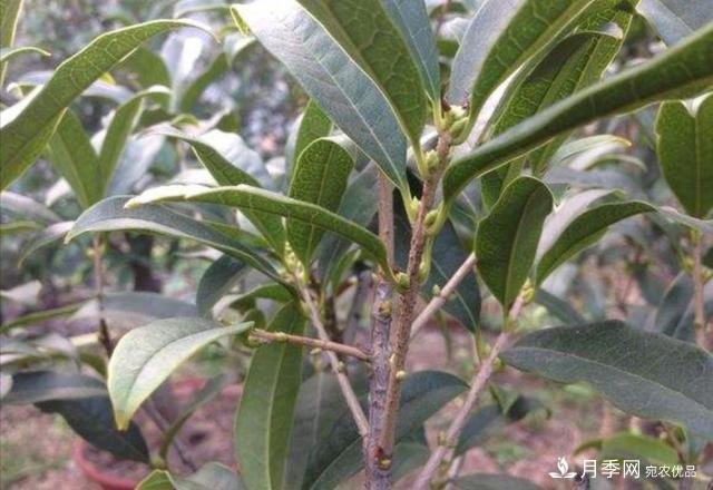 桂花盆栽開花少或不開花，找準4個原因來年花開滿樹(圖4)