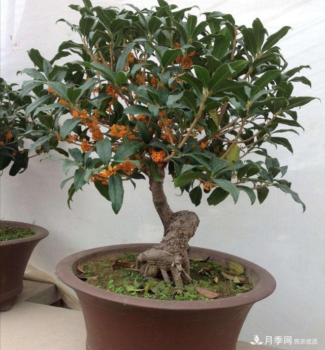 桂花盆栽開花少或不開花，找準4個原因來年花開滿樹(圖5)