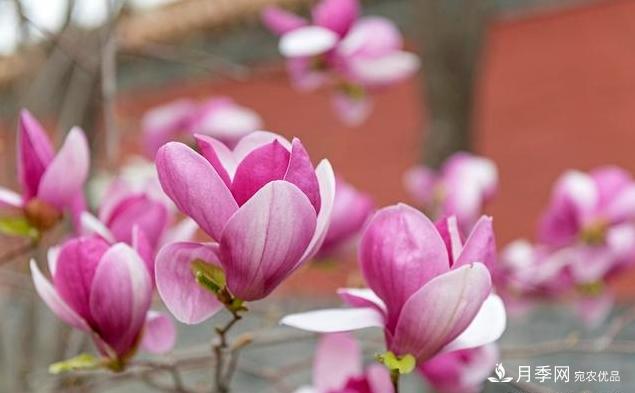 紫玉蘭育苗與栽培技術(shù)，簡單又方便學(xué)習(xí)一下(圖3)