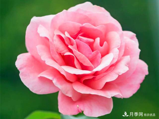夏季這些月計劃品種要遮陰，不然花苞會枯萎(圖2)
