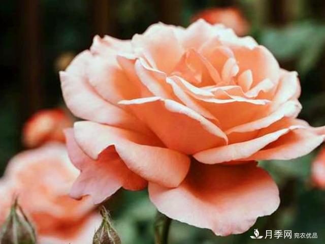 夏季這些月計劃品種要遮陰，不然花苞會枯萎(圖3)