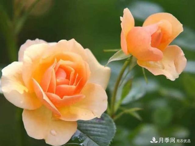 夏季這些月計劃品種要遮陰，不然花苞會枯萎(圖4)