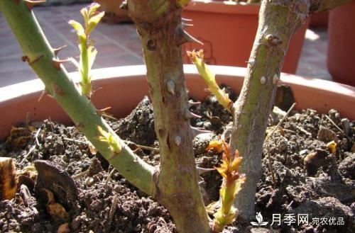月季養(yǎng)護(hù)下開幾茬花，從夏開到深秋，更不會招惹蟲子(圖3)
