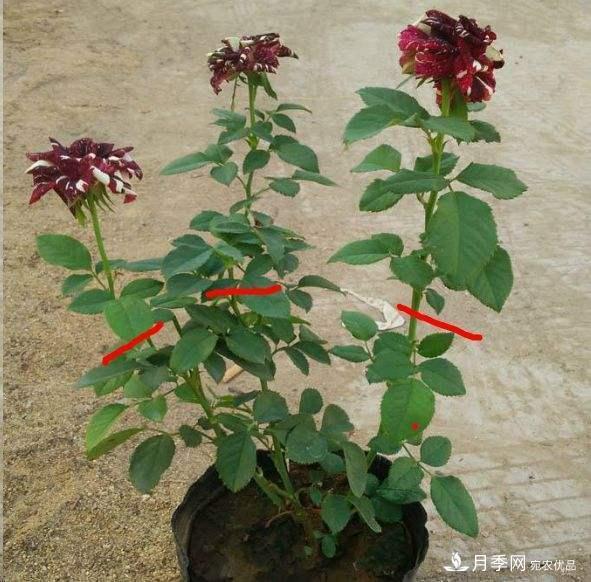 月季養(yǎng)護(hù)下開幾茬花，從夏開到深秋，更不會招惹蟲子(圖4)