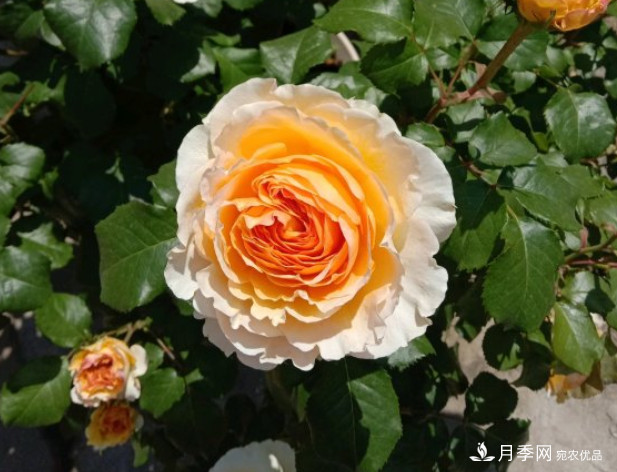 月季夏天會(huì)變丑？這8種耐熱月季，越開越好看！(圖3)