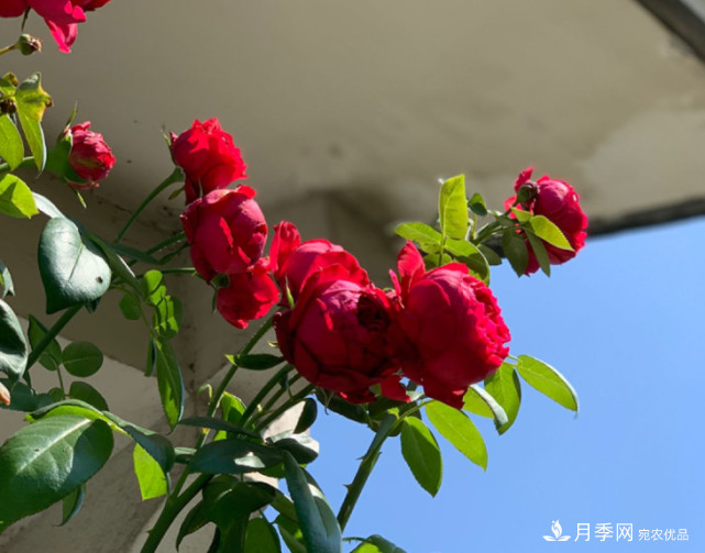 月季夏天會(huì)變丑？這8種耐熱月季，越開越好看！(圖2)
