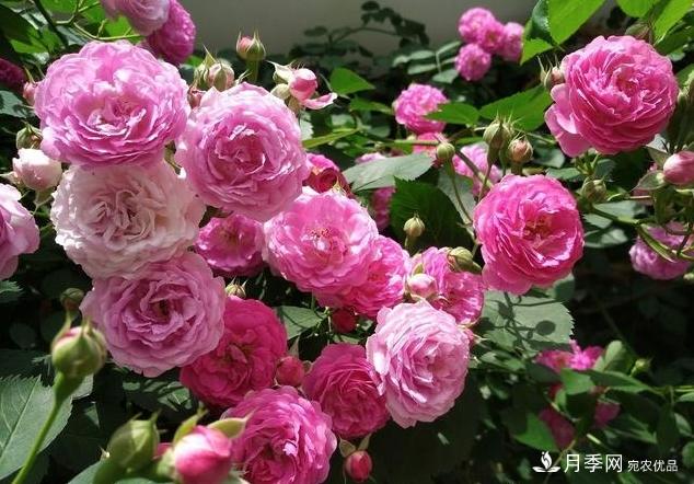 月季花友如何給家里月季栽培管理，開(kāi)出一片花海(圖1)