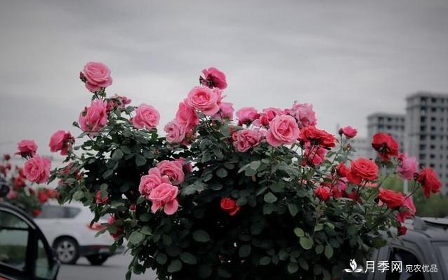 月季花友如何給家里月季栽培管理，開(kāi)出一片花海(圖3)