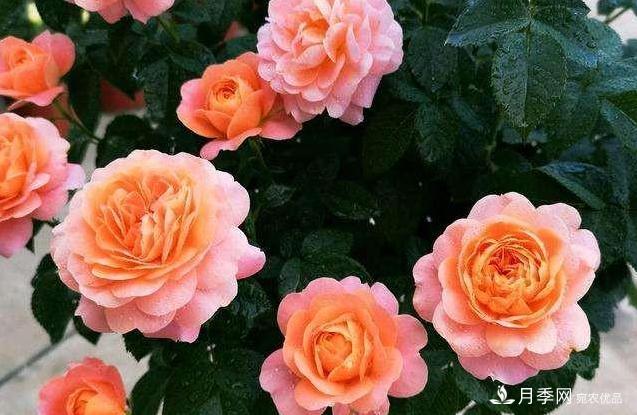 月季病害多開花少？這2件事養(yǎng)護要常做，葉茂花更旺(圖4)