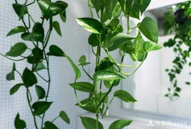 千位花友票選，10種***好養(yǎng)護(hù)的花卉，你們都養(yǎng)了沒？(圖1)