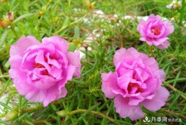 千位花友票選，10種***好養(yǎng)護(hù)的花卉，你們都養(yǎng)了沒？(圖3)