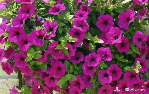 千位花友票選，10種***好養(yǎng)護(hù)的花卉，你們都養(yǎng)了沒？(圖4)