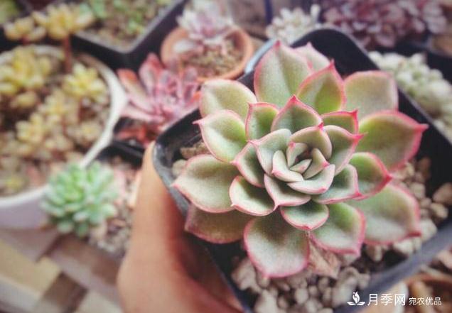 千位花友票選，10種***好養(yǎng)護(hù)的花卉，你們都養(yǎng)了沒？(圖5)