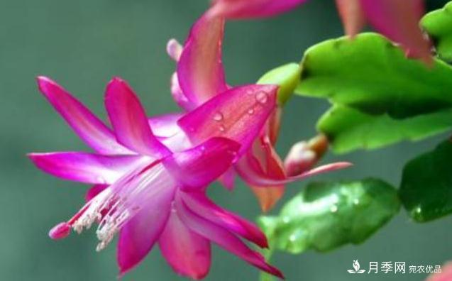 千位花友票選，10種***好養(yǎng)護(hù)的花卉，你們都養(yǎng)了沒？(圖6)