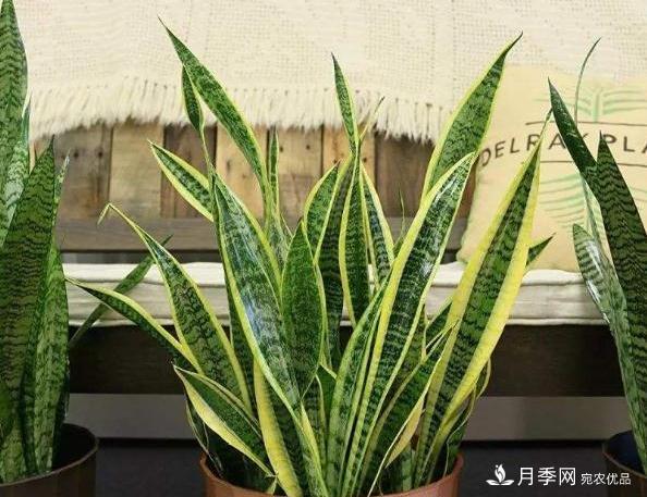 千位花友票選，10種***好養(yǎng)護(hù)的花卉，你們都養(yǎng)了沒？(圖8)