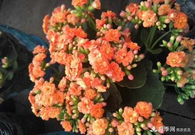 千位花友票選，10種***好養(yǎng)護(hù)的花卉，你們都養(yǎng)了沒？(圖10)