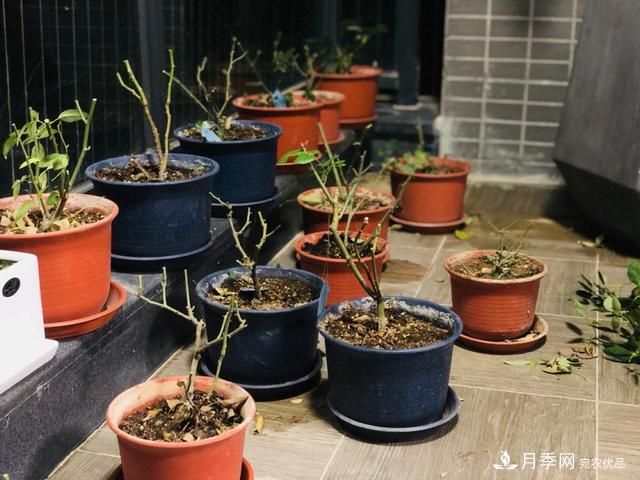 盆栽月季3年沒“換土”，新芽反而咻咻冒，花盆都裝不下！(圖8)