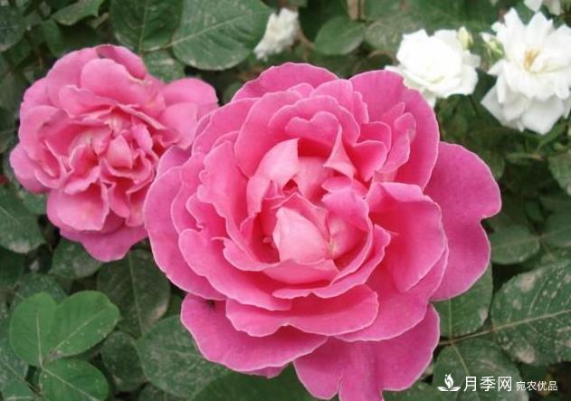 夏天月季長得好，這幾點(diǎn)要求要做到(圖2)
