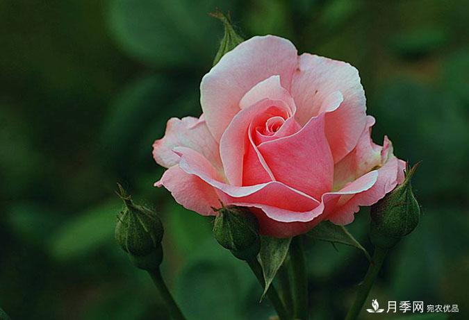 月季花的栽培管理要點(diǎn)有哪些？(圖1)