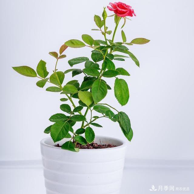 怎么分辨月季的盲枝？月季花盲枝原因以及處理方法(圖2)