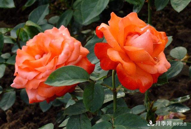 怎么分辨月季的盲枝？月季花盲枝原因以及處理方法(圖1)