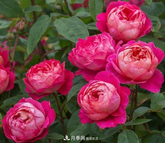 不同品種月季間隔多遠(yuǎn)種一顆***合適？太稀影響開花效果，太密植株長勢不好(圖1)