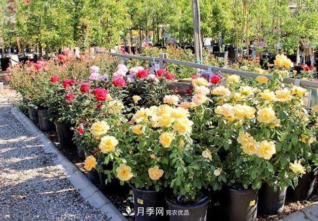 不同品種月季間隔多遠(yuǎn)種一顆***合適？太稀影響開花效果，太密植株長勢不好(圖4)