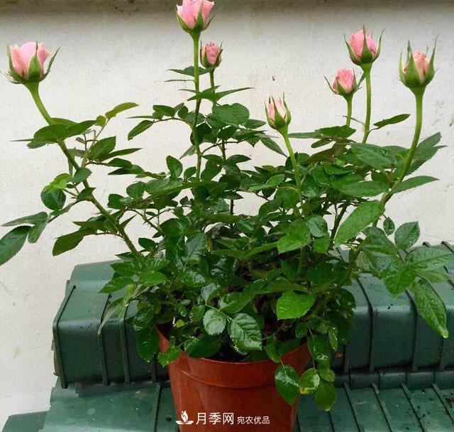月季3年沒換土，新芽反而咻咻冒，花盆都裝不下！(圖1)