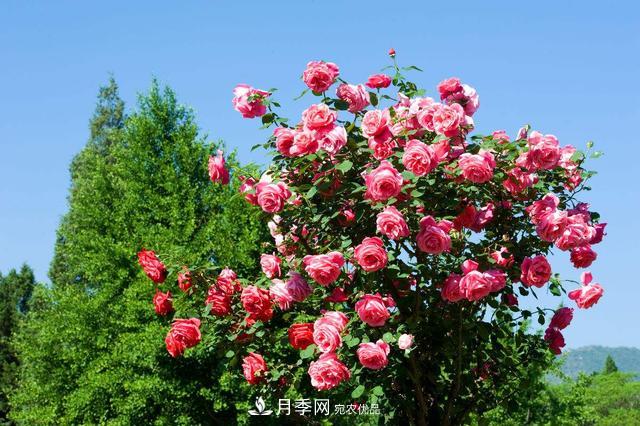 月季3年沒換土，新芽反而咻咻冒，花盆都裝不下！(圖2)
